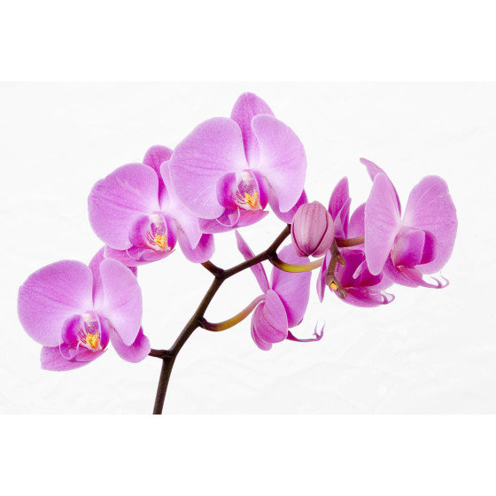 Compo Orchid Power odżywka do storczyków